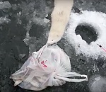 Наглая норка-альбинос пустилась во все тяжкие ради еды