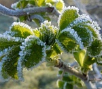 Астраханцев предупреждают о грядущих заморозках