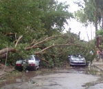 В Астрахани шквальным ветром повалило дерево на три машины