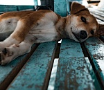 Сразу не усыпят: поправки в порядок деятельности ПВС для собак в Астраханской области отменены