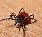 Уже 12 астраханцев заразились Крымской геморрагической лихорадкой