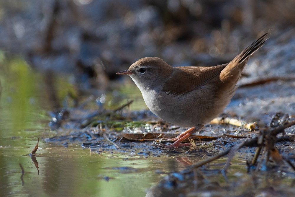Записки астраханского натуралиста. Самая голосистая камышовка