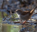 Записки астраханского натуралиста. Самая голосистая камышовка