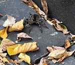 Паук раздора: жители Знаменска затеяли спор из-за тарантула