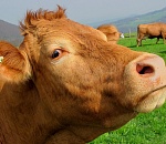 Коровы без документов границу не прошли