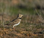 Записки астраханского натуралиста. Жаворонки и другие признаки весны