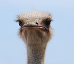 В Астраханскую область для дальнейшего разведения привезли страусов