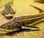 В Астрахани будут судить посредников между браконьерами и кафе