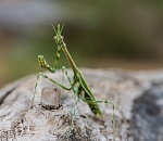 Записки астраханского натуралиста. Особенности сексуальной жизни богомолов. Часть 2
