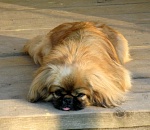 За долги астраханца по коммуналке арестовали пекинеса Фросю