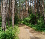 В Астраханской области при сборе грибов обнаружили останки человека