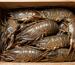 Астраханские полицейские выпустили на свободу порядка 2,5 тысяч раков