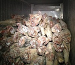 Больше тонны осетровых нашла полиция в машине, остановленной на автодороге "Волгоград-Астрахань"