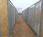 Что не так со строящимся в Астрахани приютом для собак 