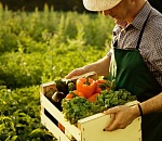 Астраханский фермер наказан за растрату своего имущества