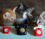 Куда звонить астраханцам, если им кажется, что в гости нагрянули мошенники