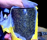 На астраханском автопункте пропуска Караузек задержали партию черной икры