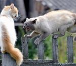 Праймериз-2017 в Астрахани: Округ №8