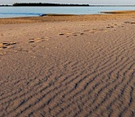 Полиция проверяет информацию о самовольном захвате пляжа КРХФ