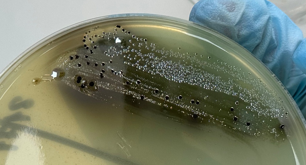 Партию курицы с сальмонеллой выявили эксперты в Астрахани