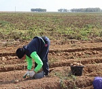 Лучший астраханский сборщик картофеля собрал за час почти 900 килограмм