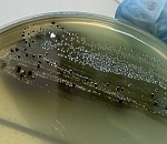 Партию курицы с сальмонеллой выявили эксперты в Астрахани