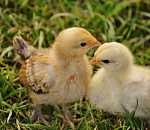 100 тысяч цыплят завезли на "Харабалинскую" птицефабрику 