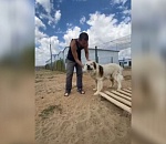 Астраханский муниципальный приют выпустил очень добрый ролик про бездомных собак