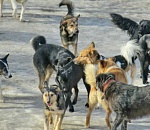 В первую неделю нового года собаки покусали больше сотни астраханцев