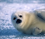 Каспийские тюлени через 10 лет могут полностью исчезнуть