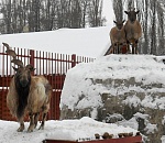 Козлов в Астрахани стало больше
