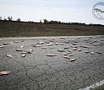 В Астраханской области обнаружили дорогу, усыпанную рыбой