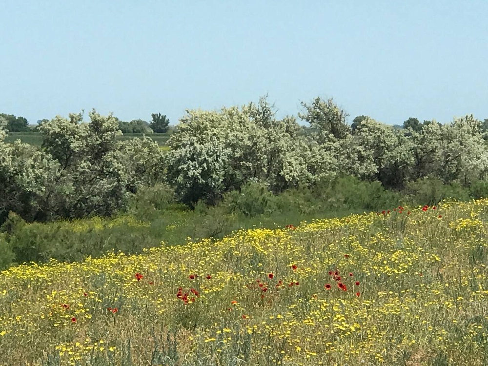 Май для астраханцев обещает быть сухим и жарким