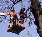 Опиловки деревьев в Астрахани два года ждут