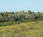 Май для астраханцев обещает быть сухим и жарким