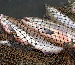 Астраханский полицейские задержали браконьера с 50 килограммами рыбы