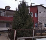 В Астрахани продают ёлку по баснословной цене