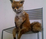 Из Астрахань в Самару везли 350 лисьих шкур