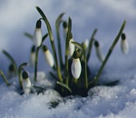 В последний день зимы астраханцам обещают снег и минусовую температуру