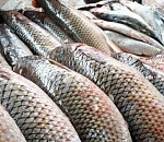 80 тонн опасной рыбы не попали на столы астраханцев