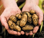 Астраханские фермеры собрали около 250 тыс. тонн картофеля