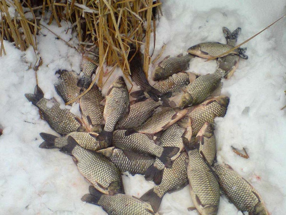 Астраханец выловил 40 килограмм рыбы на зимовальных ямах