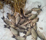 Астраханец выловил 40 килограмм рыбы на зимовальных ямах