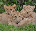 В Астрахани в зоопарке родились четыре львенка