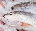 30 тонн сомнительной рыбы и 400 килограммов икры нашли у астраханского предпринимателя