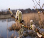 Всю неделю в Астрахани будет тепло и ветрено, по утрам - дожди и туманы