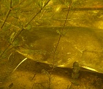 Записки астраханского натуралиста. Сом в своей стихии