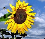 Астраханская погода в августе