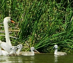 Маловодность Каспия угрожает Астраханскому заповеднику пожарами