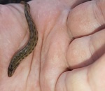 В Астраханской области поймали загадочную рыбу